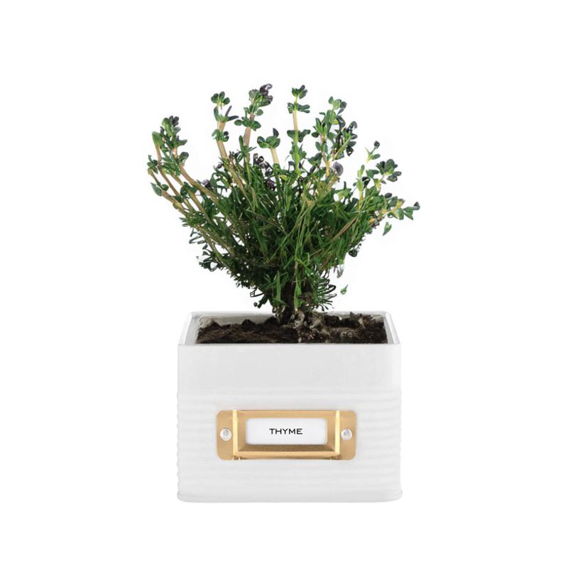OTTO Square Herb Planter